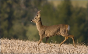 <p>SRNEC OBECNÝ (Capreolus capreolus)</p>